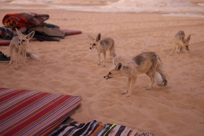 2 Days 1 Night to White and Black Desert from Cairo or Giza - Cairo to Bahariya Oasis: a long but worthwhile first leg