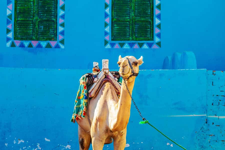 Aswan: Nubian Village Day Trip with Camel Ride - Key points to know before booking