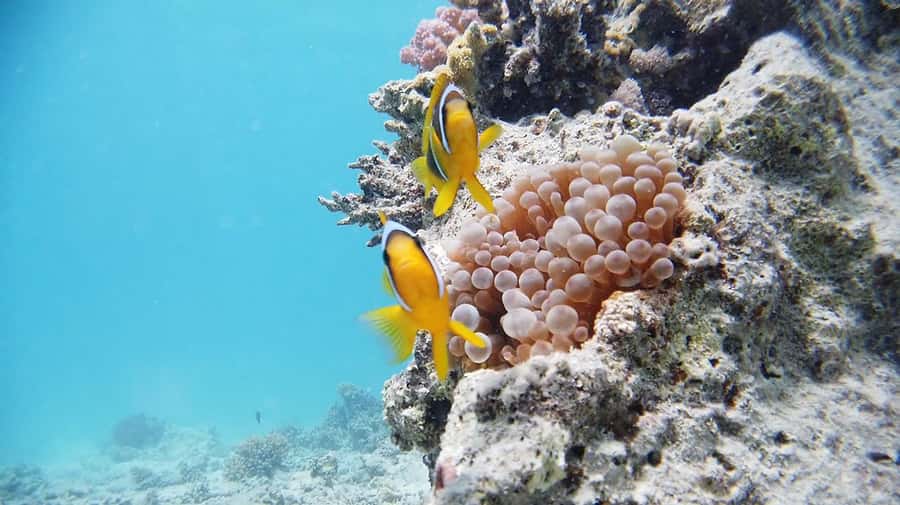 Cairo: Ain Sokhna Snorkeling cruise & optional transfer - Who will enjoy this outing most