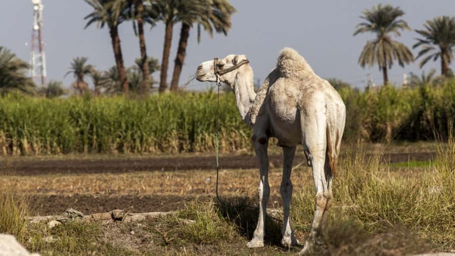 Cairo: Fayoum, Wadi El Rayan, and Wadi al Hitan 4x4 Tour - Shared or private: which package works best?