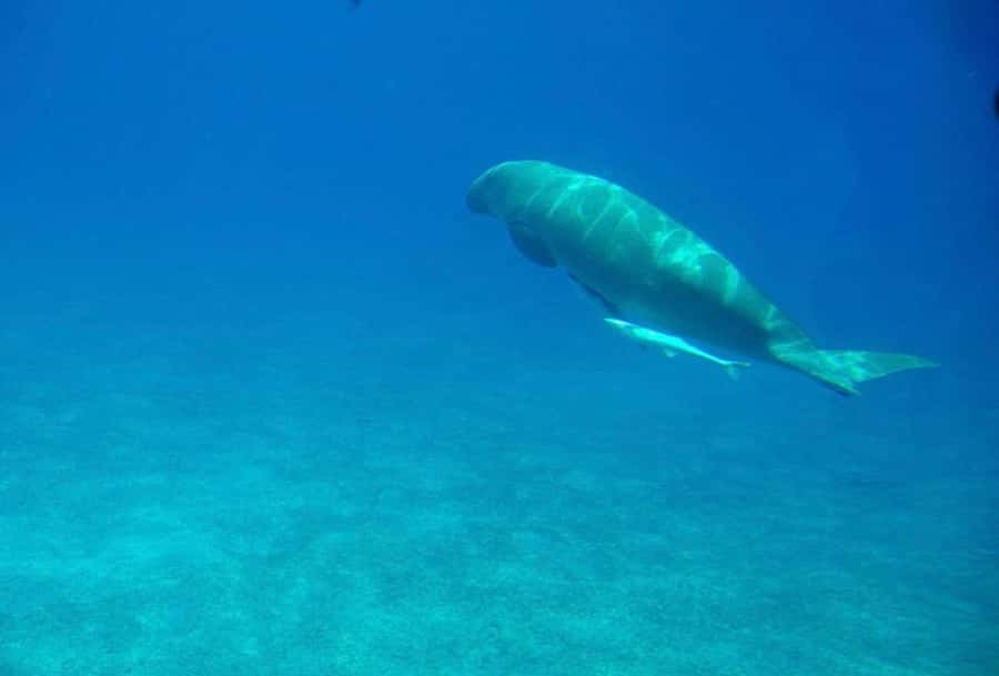 Dahab: luxury Snorkeling cruise with buffet lunch - What the $40 price includes
