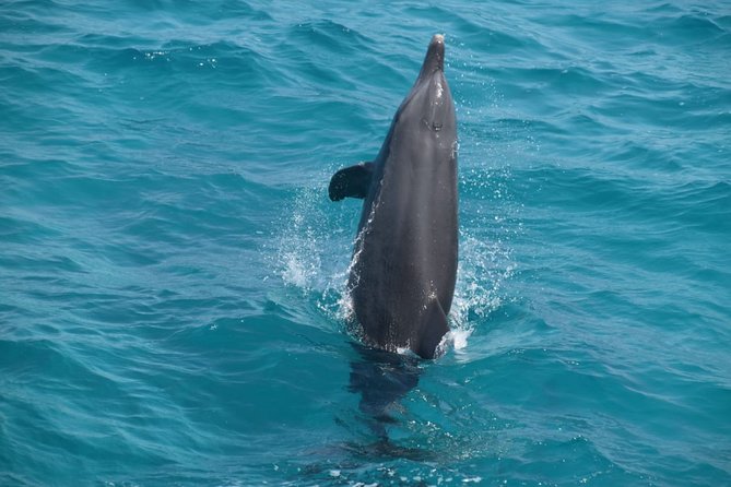 Dolphin House and Banana Boat Fun from Hurghada - Who will enjoy this day most