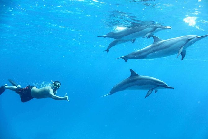 Dolphin House By Private Speed Boat & Drinks & Transfer-Hurghada - Snorkeling over Red Sea coral