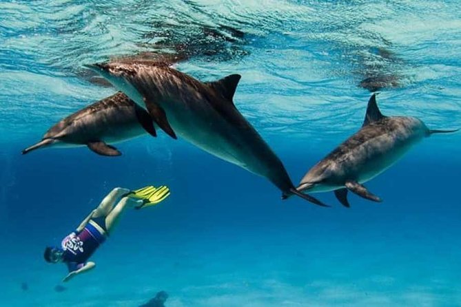 Dolphin House By Private Speed Boat & Drinks & Transfer-Hurghada - Time on board, drinks, and the private pace