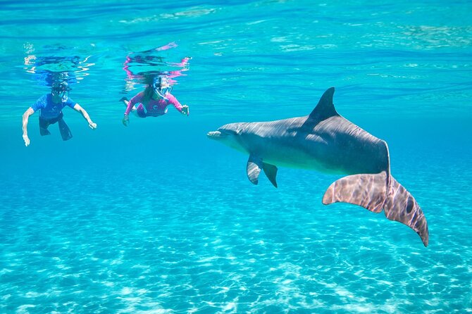 Dolphin House By Private Speed Boat & Drinks & Transfer-Hurghada - What the $50 price really covers