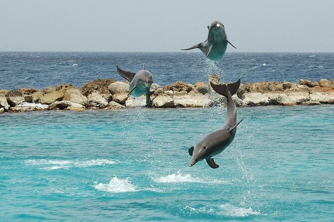 Dolphin House By Private Speed Boat & Drinks & Transfer-Hurghada - Who will enjoy this four-hour outing