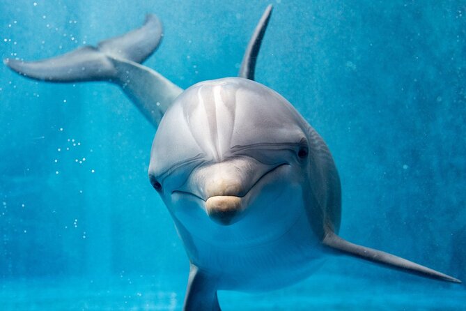 Dolphin House By Private Speed Boat & Drinks & Transfer-Hurghada - Looking for dolphins at Dolphin House