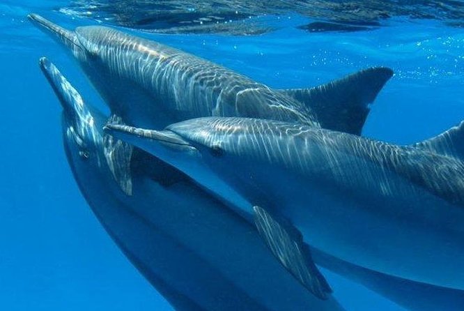 Dolphin House Royal Sea Trip Water Sports W/Transfer - HURGHADA - Why Dolphin House is worth considering