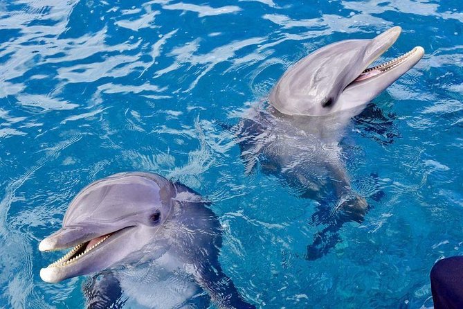 Dolphin House Royal Sea Trip Water Sports W/Transfer - HURGHADA - Dolphin House and the search for wild dolphins