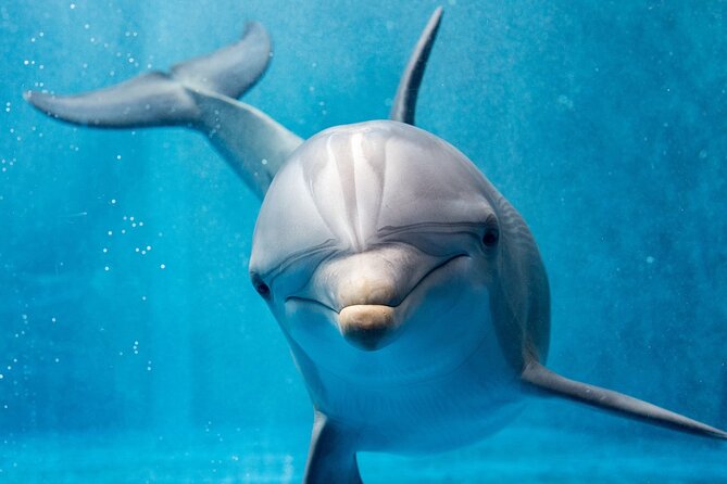 Dolphin House Royal Sea Trip Water Sports W/Transfer - HURGHADA - The 8:00 a.m. pickup and transfer