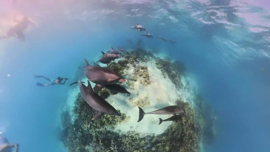 Dolphin Tour with Red Sea Fun. The Best in Hurghada - Key points to know before booking