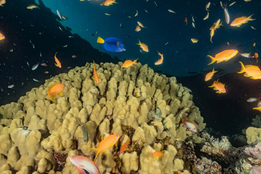 Eilat: 2-Hour Glass-Bottom Boat Tour - Commentary, music, and the language question