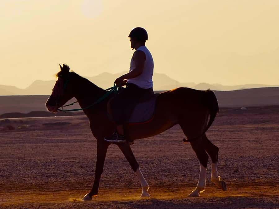 El Gouna: Desert & Sea Horse Riding With Swimming Optional - Two hours through desert and forest paths