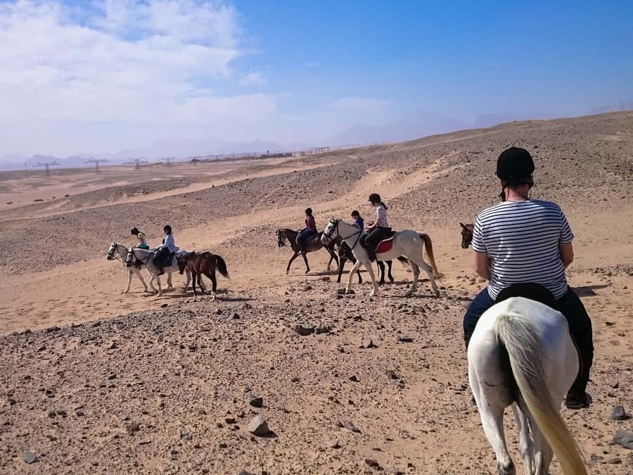El Gouna: Desert & Sea Horse Riding With Swimming Optional - The VIP four-hour ride and horse swim