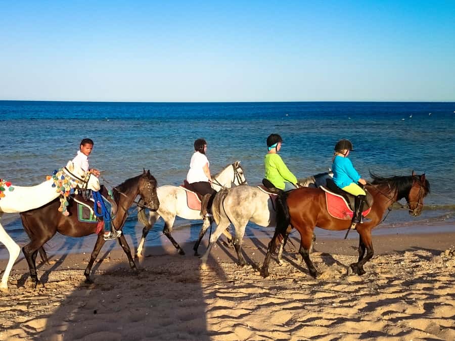 El Gouna: Desert & Sea Horse Riding With Swimming Optional - What the $26 price really covers