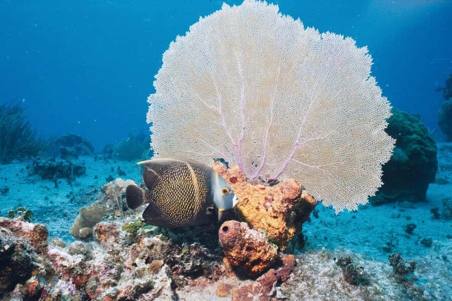 El Gouna Lagoon, Diving with Dolphin, Snorkeling & Lunch - Lunch is a major part of the value