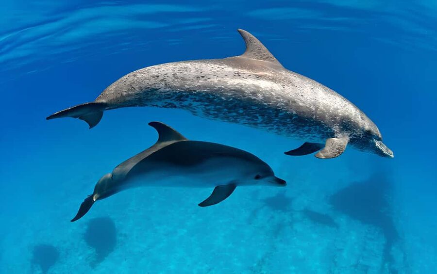 El Gouna Lagoon, Diving with Dolphin, Snorkeling & Lunch - Boat comfort, service, and atmosphere