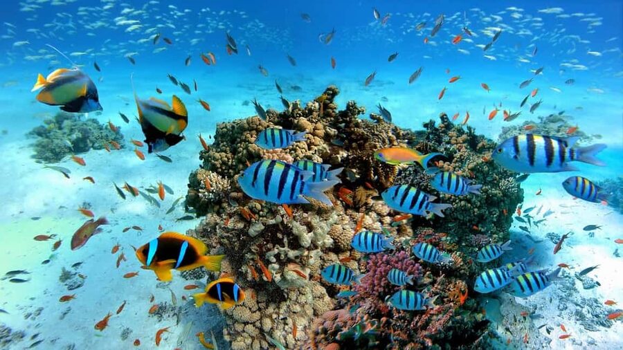 El Gouna Lagoon, Diving with Dolphin, Snorkeling & Lunch - Water sports and the fine print