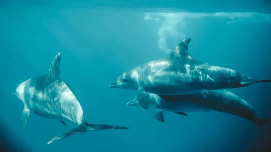 El Gouna Lagoon, Diving with Dolphin, Snorkeling & Lunch - Who should book this day on the water?