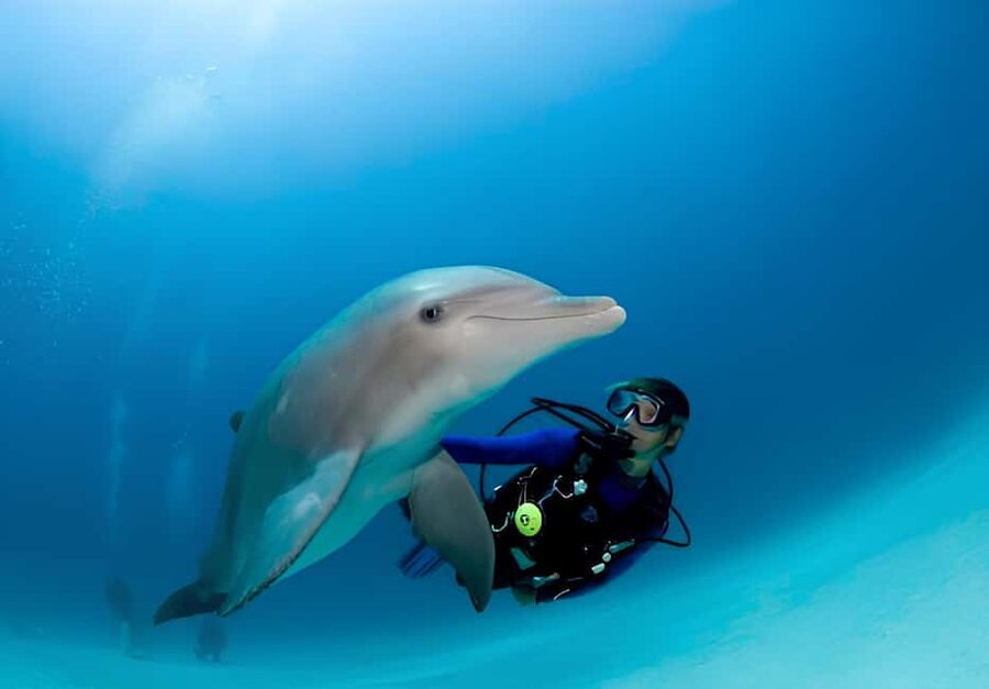 El Gouna Lagoon, Diving with Dolphin, Snorkeling & Lunch - Snorkeling and the guided underwater session