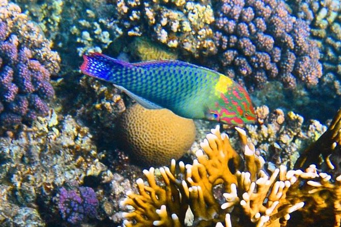 Excursion to the White Island & Ras Mohammed National Park from Sharm El Sheikh - Optional scuba for first-timers