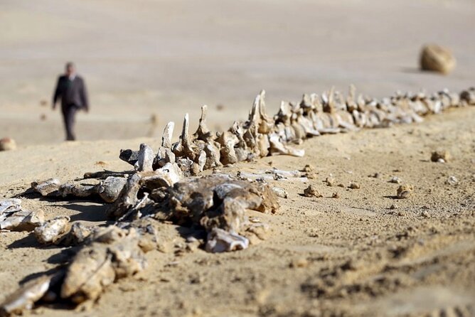 Fayoum 4x4 Safari Adventure, Sandboarding, Lunch, Felucca - Magic Lake and the Bedouin camp