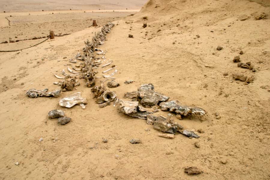 From Cairo: El Fayoum Private Day Trip with Lunch - Wadi El Rayan and Egypt’s desert waterfalls
