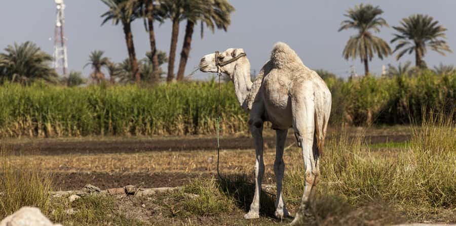 From Cairo: Fayoum Oasis and Wadi Al Rayan Guided Tour - Is $161 fair for the day?