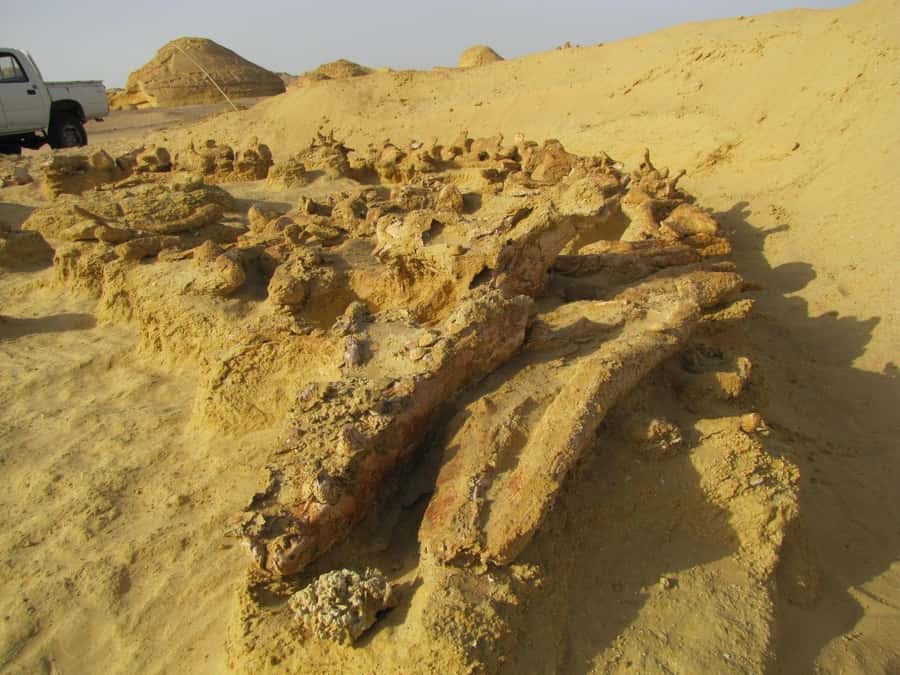 From Cairo: Full-Day Tour to El Fayoum - The small museum and the fossil walk