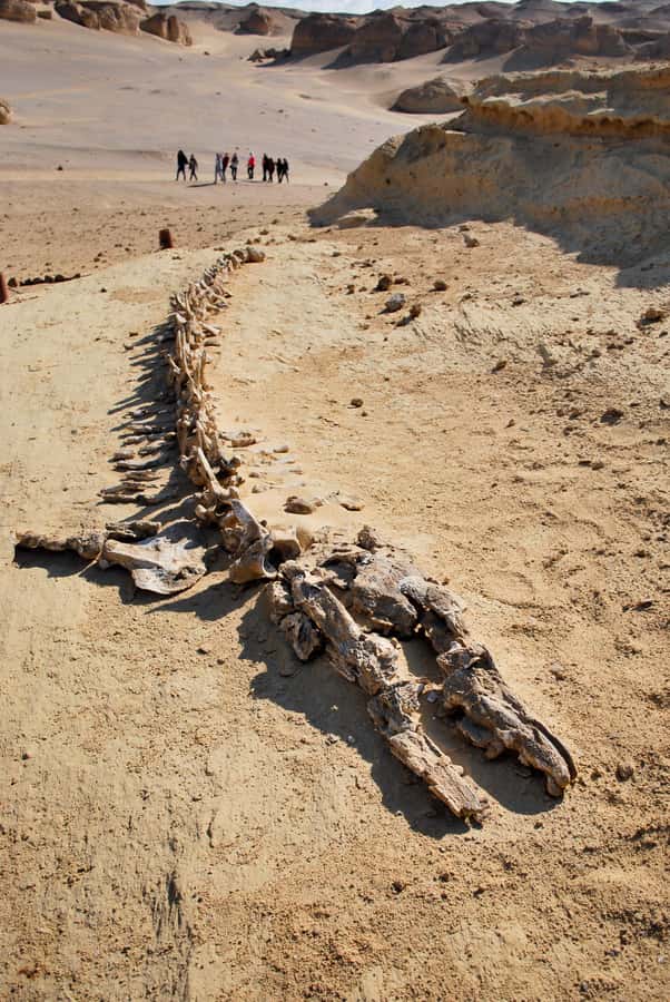 From Cairo: Full-Day Tour to El Fayoum - Magic Lake, dunes, and sandboarding