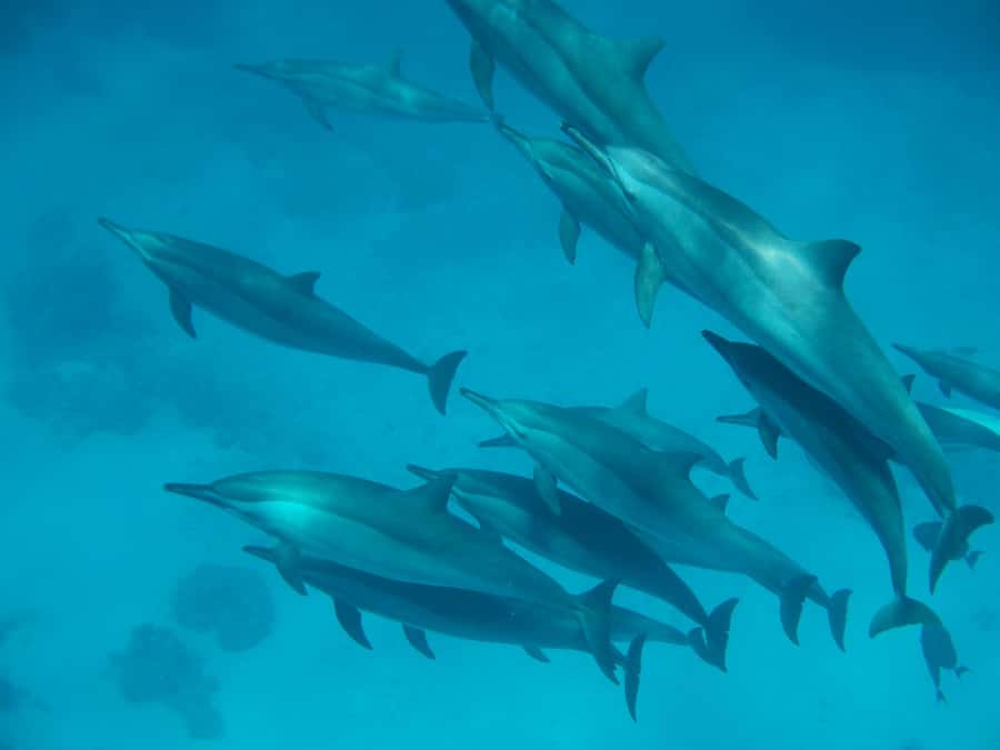 From Hurghada: Hula Hula Island Speedboat Tour with Dolphins - Abu Minqar is mainly a photo stop