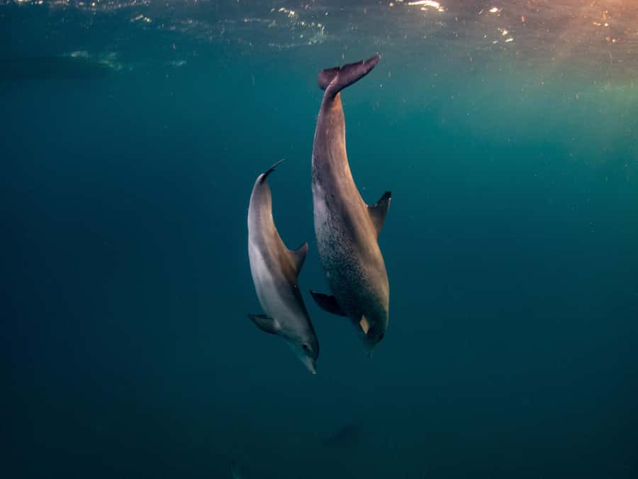 From Hurghada: Paradise Island Speedboat Tour with Dolphins - Speedboat thrills and a real dolphin search