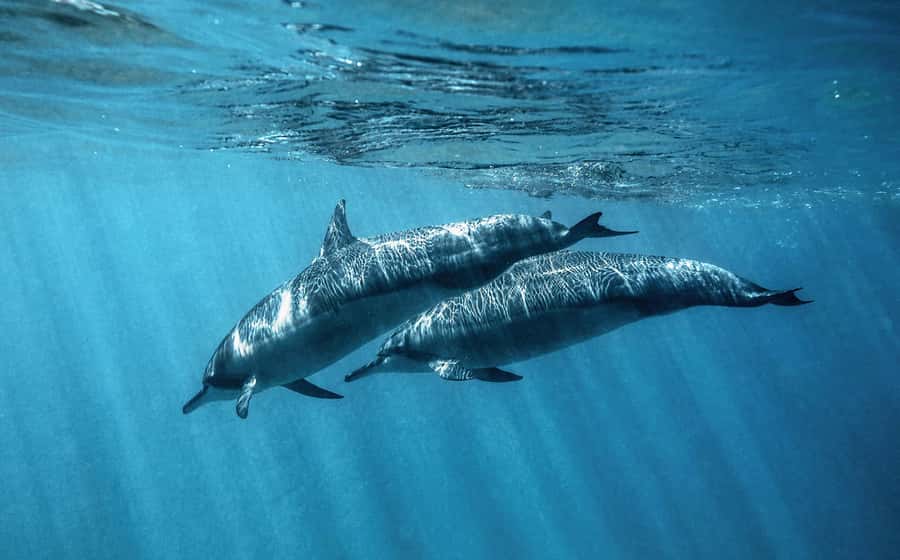 From Hurghada: Paradise Island Speedboat Tour with Dolphins - What lunch, gear, and safety really mean
