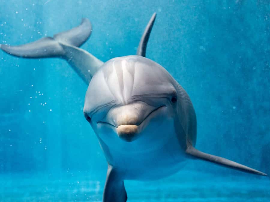 From Hurghada: Paradise Island Speedboat Tour with Dolphins - Paradise Island: the main beach stop