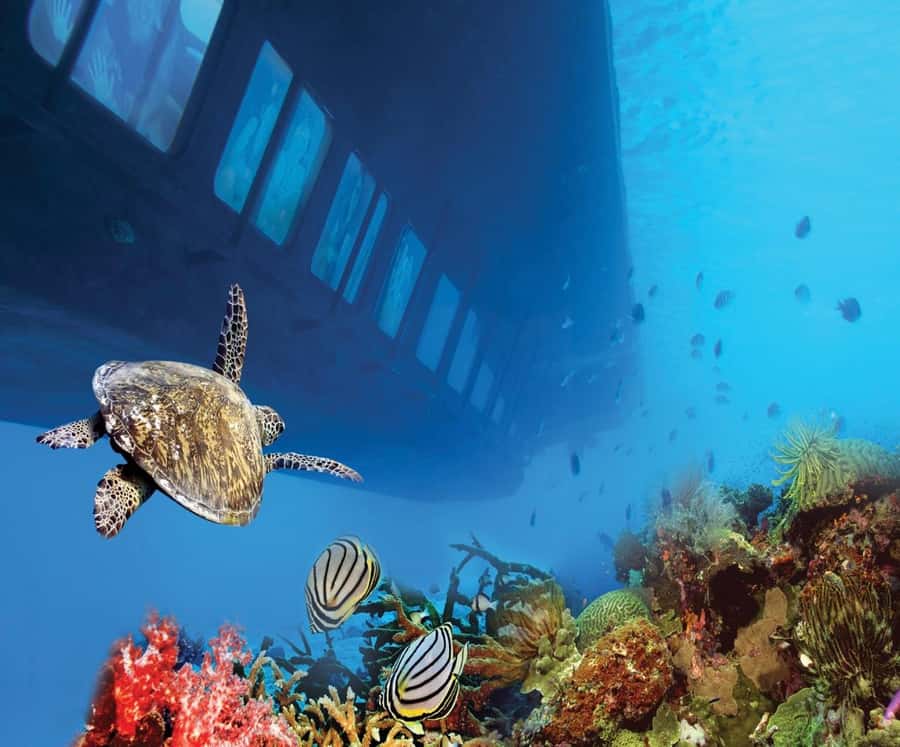 From Safaga: Royal Seascope Submarine with Snorkeling - The 25 to 30-minute snorkeling stop