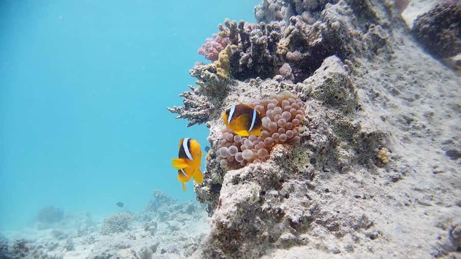 From Sharm: Luxury Diving cruise to Ras Mohammed with Lunch - Your first session underwater