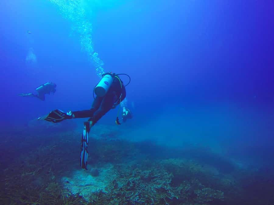 From Sharm: Luxury Diving cruise to Ras Mohammed with Lunch - The second reef stop and optional White Island visit