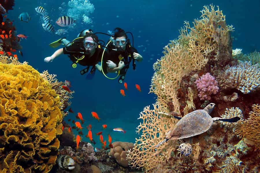 From Sharm: Luxury Diving cruise to Ras Mohammed with Lunch - Lunch, drinks, and the return to Sharm