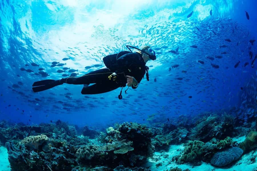 From Sharm: Luxury Diving cruise to Ras Mohammed with Lunch - Pickup from Sharm and the trip to the marina