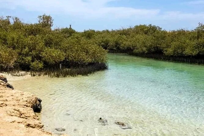 From Sharm: Ras Mohamed National Park and Magic Lake Day Tour - Mangrove trees growing in salt water