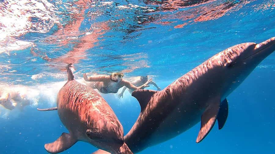 From Sharm: White Island and Ras Mohamed Snorkeling Trip - Should you book it?