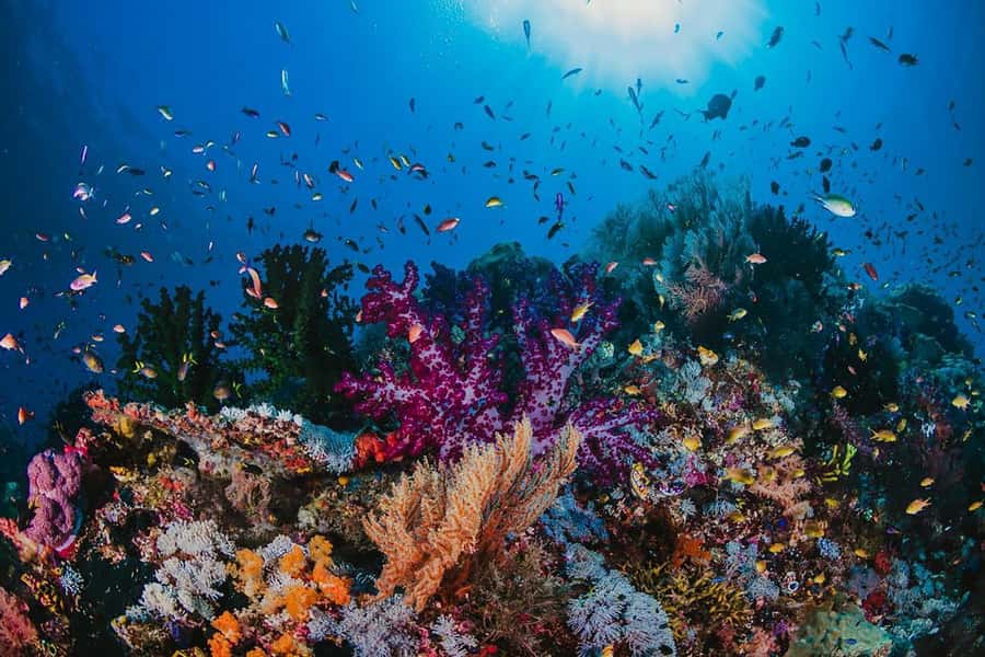 From Sharm: White Island and Ras Mohamed Snorkeling Trip - Guides who make beginners feel safe