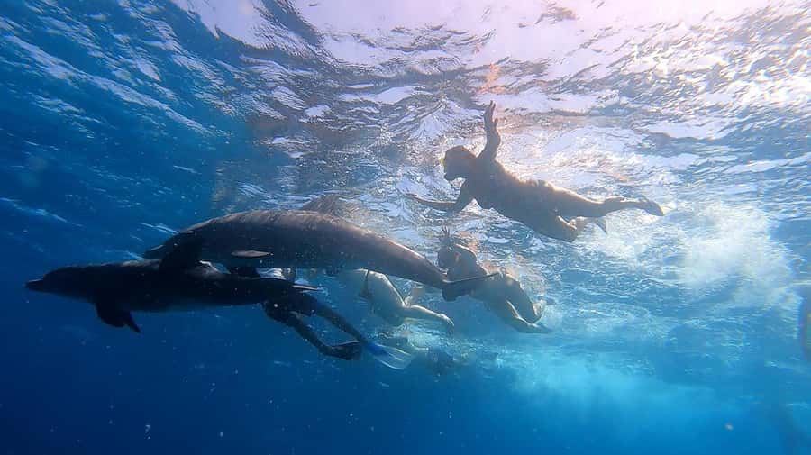 From Sharm: White Island and Ras Mohamed Snorkeling Trip - What $29 really gets you