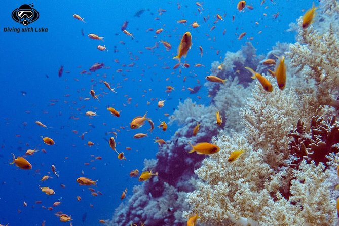 Full day diving with private guide, lunch drinks transportation - Why a private guide changes the day