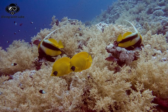 Full day diving with private guide, lunch drinks transportation - Your first underwater session