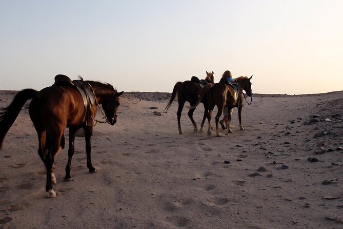 Horseback Riding with Pickup and Drop-off from Sharm El Sheikh - Who will get the most from this ride?