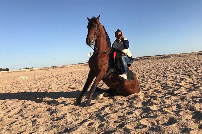 Horseback Riding with Pickup and Drop-off from Sharm El Sheikh - Meeting the horses and learning the basics