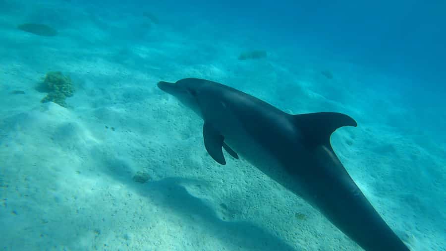 Hurghada: 3 Islands, Dolphins & Snorkel Yacht Trip w/ Lunch - Key points at a glance