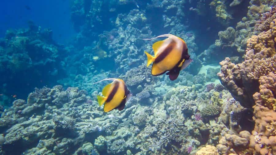 Hurghada: 3 Islands, Dolphins & Snorkel Yacht Trip w/ Lunch - What this Hurghada yacht trip really offers