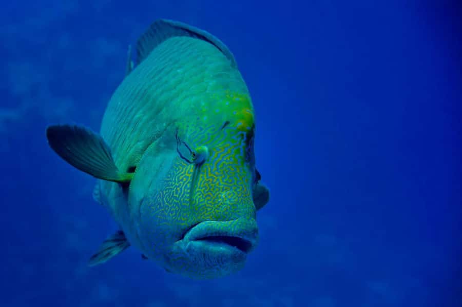 Hurghada: 3 Islands, Dolphins & Snorkel Yacht Trip w/ Lunch - Dolphin watching without a promise of swimming